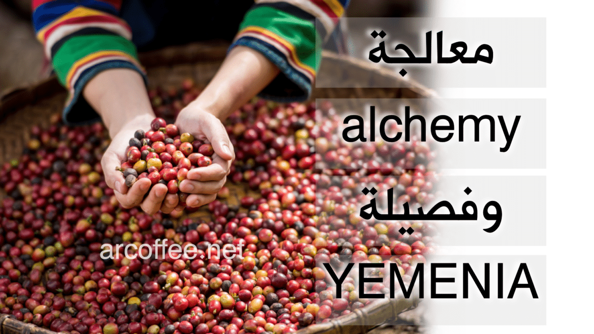 معالجة القهوة alchemy وفصيلة البن يمنية